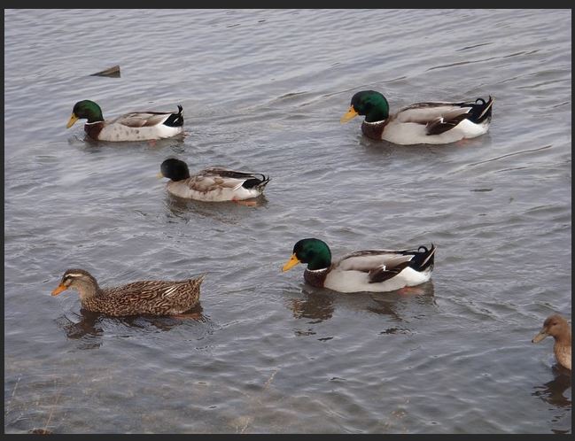 duplicate duck and hide duck